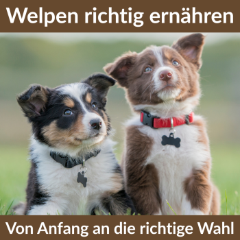 Welpenfutter Huhn – Premium Nassfutter für Welpen mit frischem Landhuhn, Gemüse & Kräutern